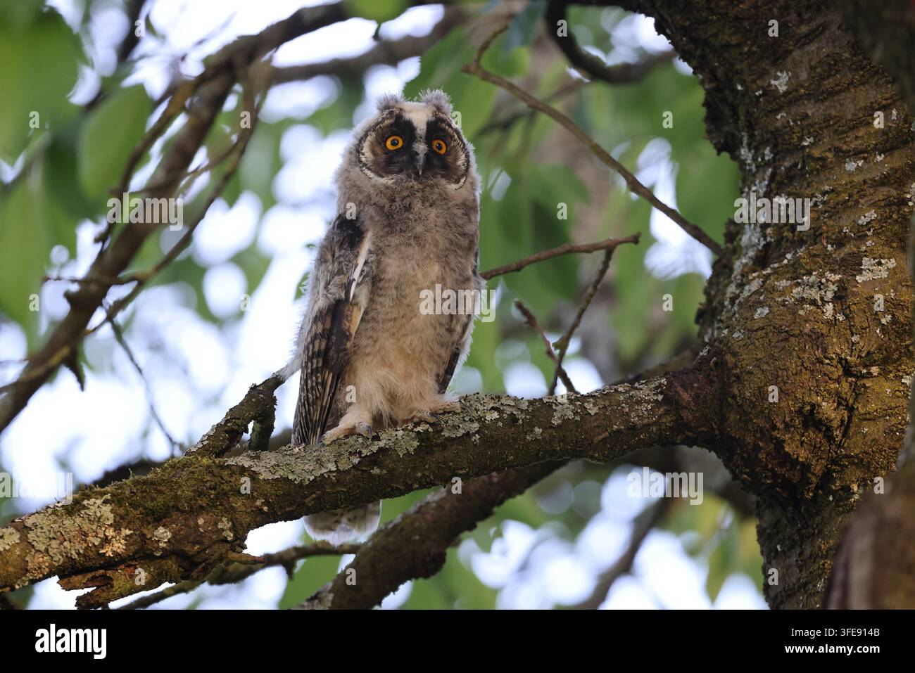 Langohreule, die auf einem Ast im Baum sitzt Stockfoto