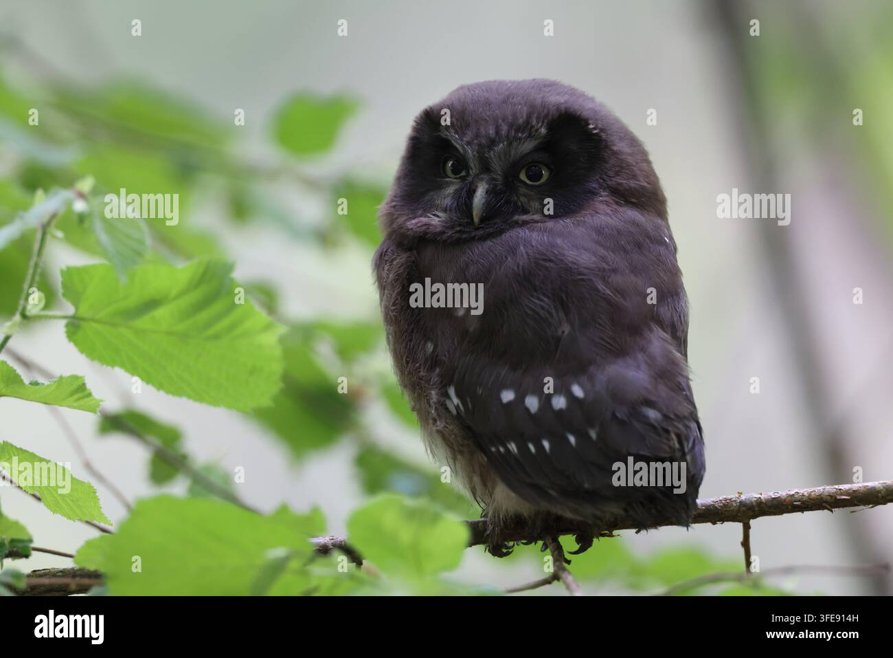 Tengmalm-Eule, die auf einem Ast im Wald sitzt Stockfoto
