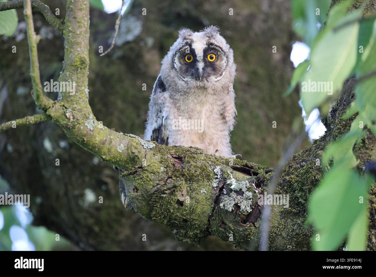 Langohriges Käuzchen auf moosigem Ast Stockfoto