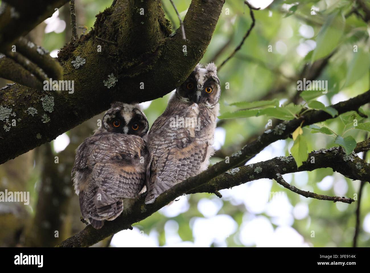 zwei Langohrfledermäuse, die auf einem Ast im Wald sitzen Stockfoto