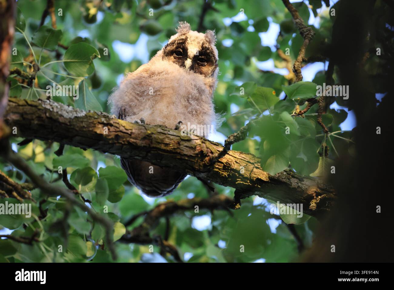 Langohriges Käuzchen auf Ast im Wald Stockfoto