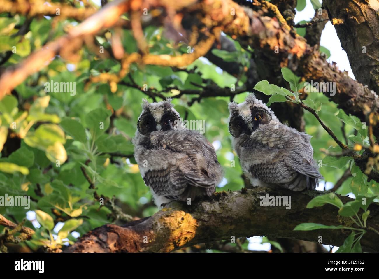zwei Langohrfledermäuse, die auf einem Ast in einem Baum sitzen Stockfoto