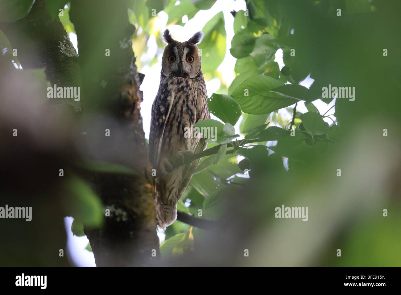 Langohriges Käuzchen in einem belaubten Baum Stockfoto
