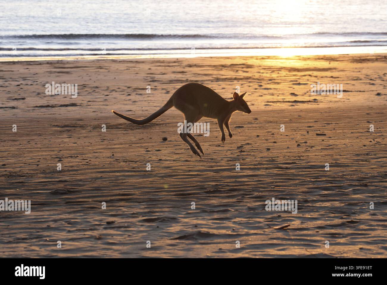 Red-necked wallaby Stockfoto