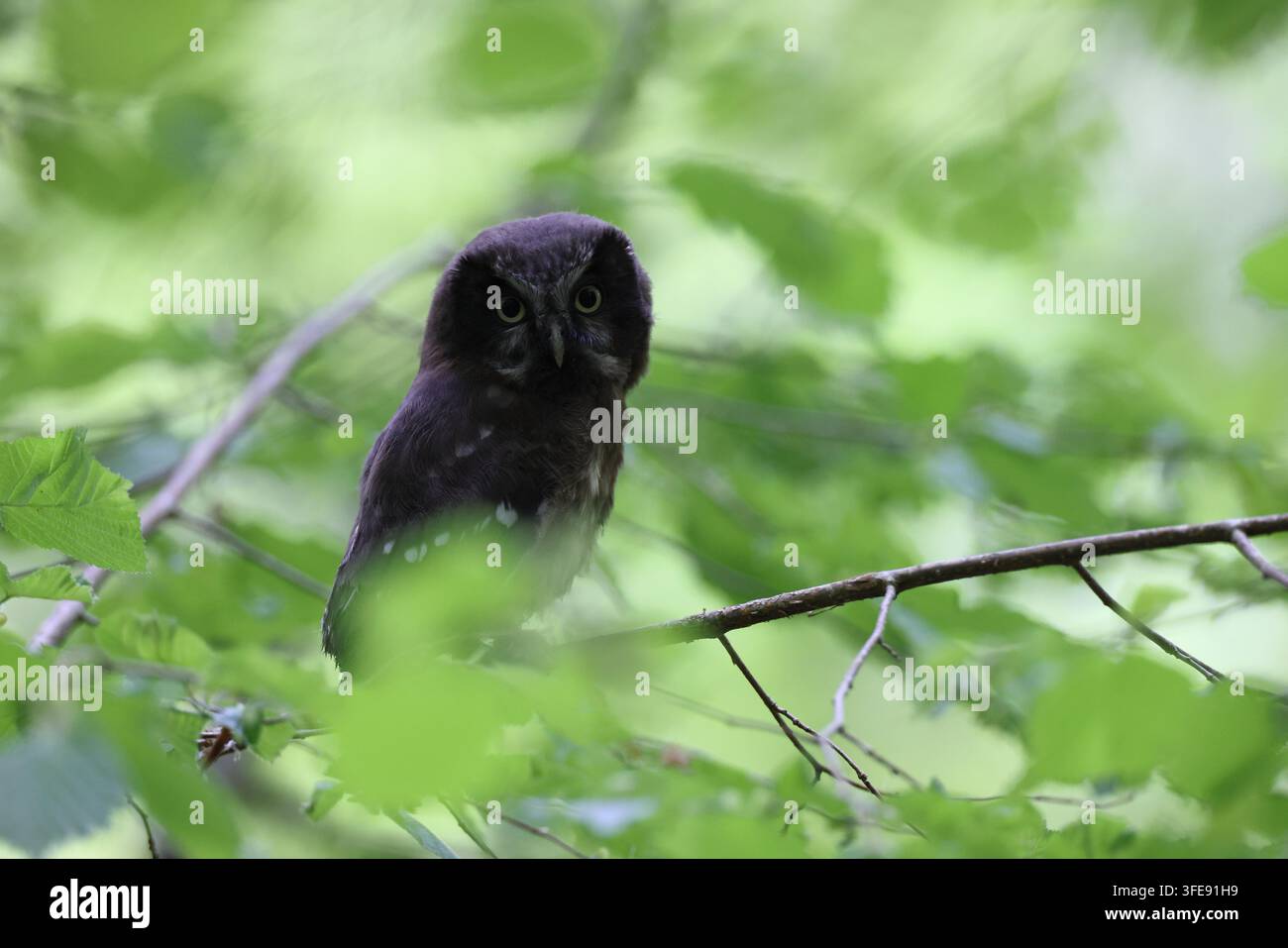 Tengmalm-Eule, die auf einem Ast im Wald sitzt Stockfoto