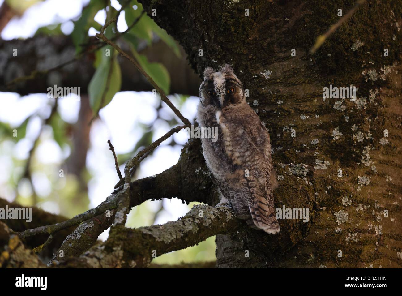 Langohreule, die auf einem Baumstamm im Wald sitzt Stockfoto