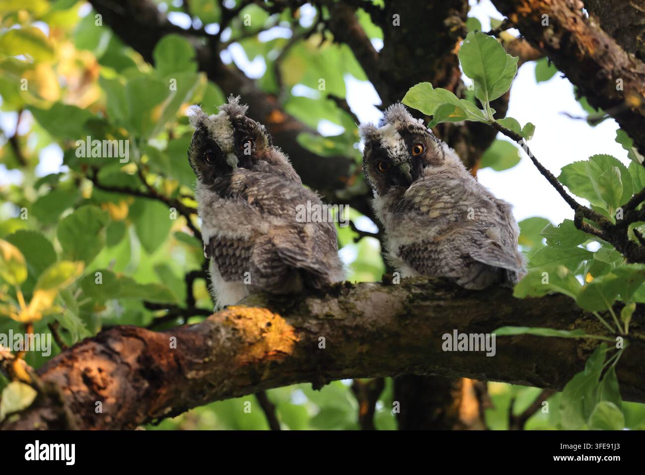 zwei Langohrfledermäuse, die auf einem Ast in einem Baum sitzen Stockfoto