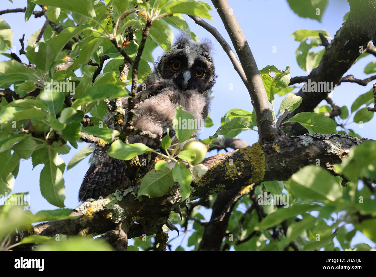 Langohreule, die auf einem Ast in einem Apfelbaum sitzt Stockfoto