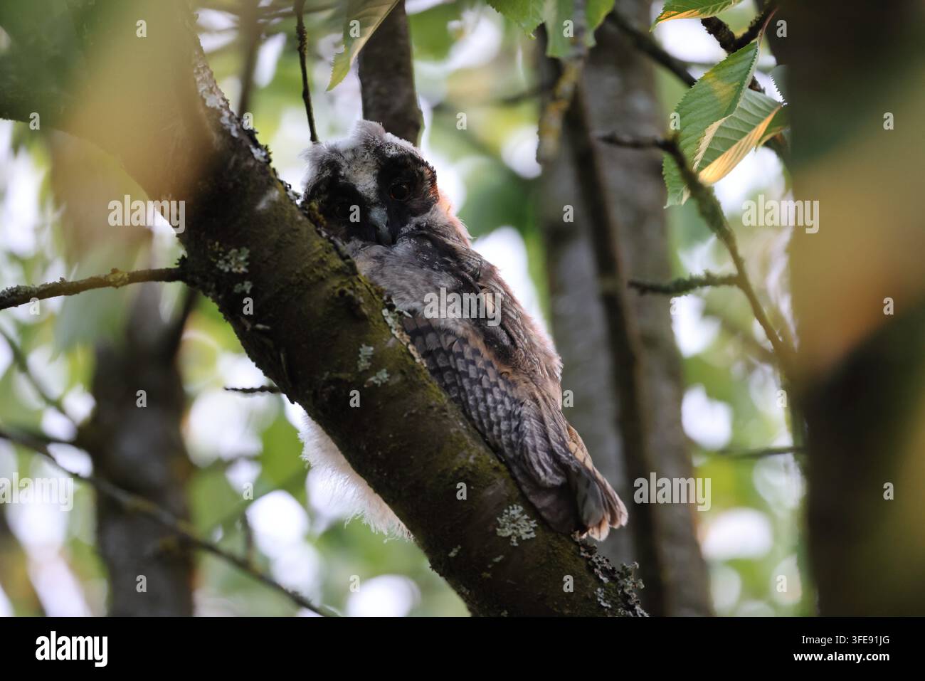 Langohriges Käuzchen auf Ast im Wald Stockfoto