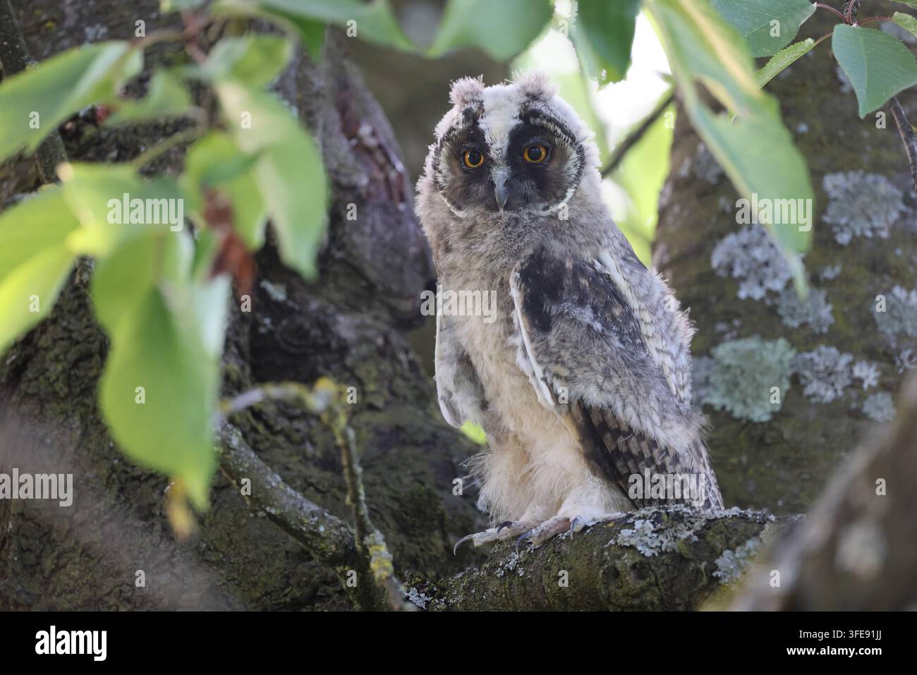 Langohreule, die auf einem Ast im Baum sitzt Stockfoto