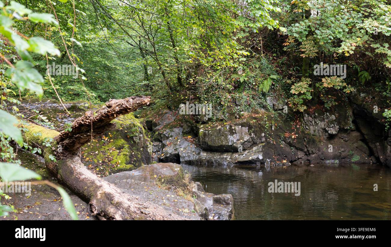 Blick auf einen umgestürzten, verwitterten Baumstamm, der mit Moos bedeckt ist und über felsige Steinufer an einem ruhigen Waldflusspool liegt, umgeben von dichtem grünen Baumbewuchs Stockfoto