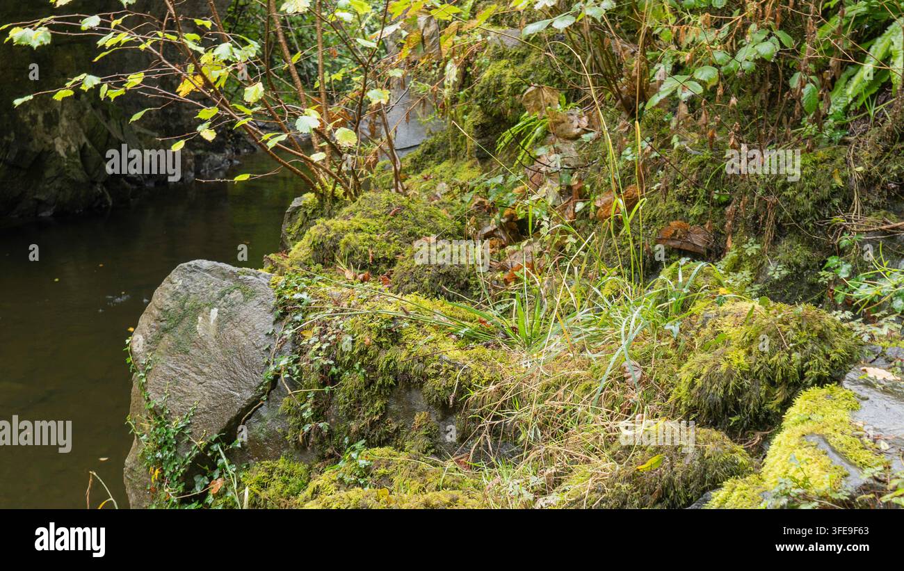 Nahaufnahme einer horizontalen Ansicht von moosbewachsenen Felsen, grünem Gras und Wildpflanzen, die an einem steilen Flussufer neben einem ruhigen, dunklen Waldbach in einem friedlichen Bri wachsen Stockfoto