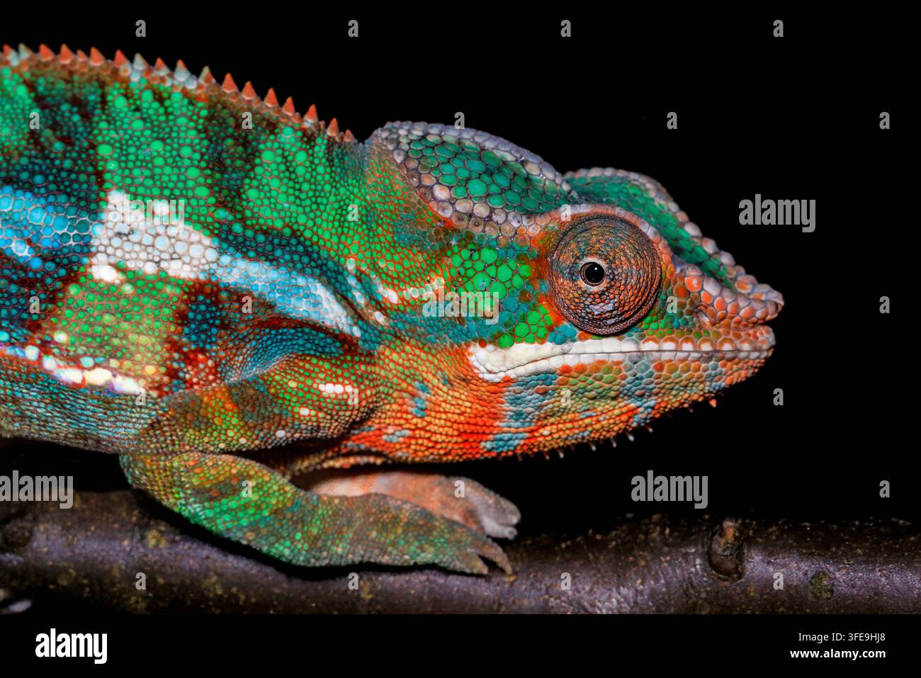 Die Augen eines Chamäleons können sich unabhängig voneinander bewegen, sodass sie gleichzeitig in zwei verschiedene Richtungen schauen können, um ihre Umgebung zu scannen. Stockfoto