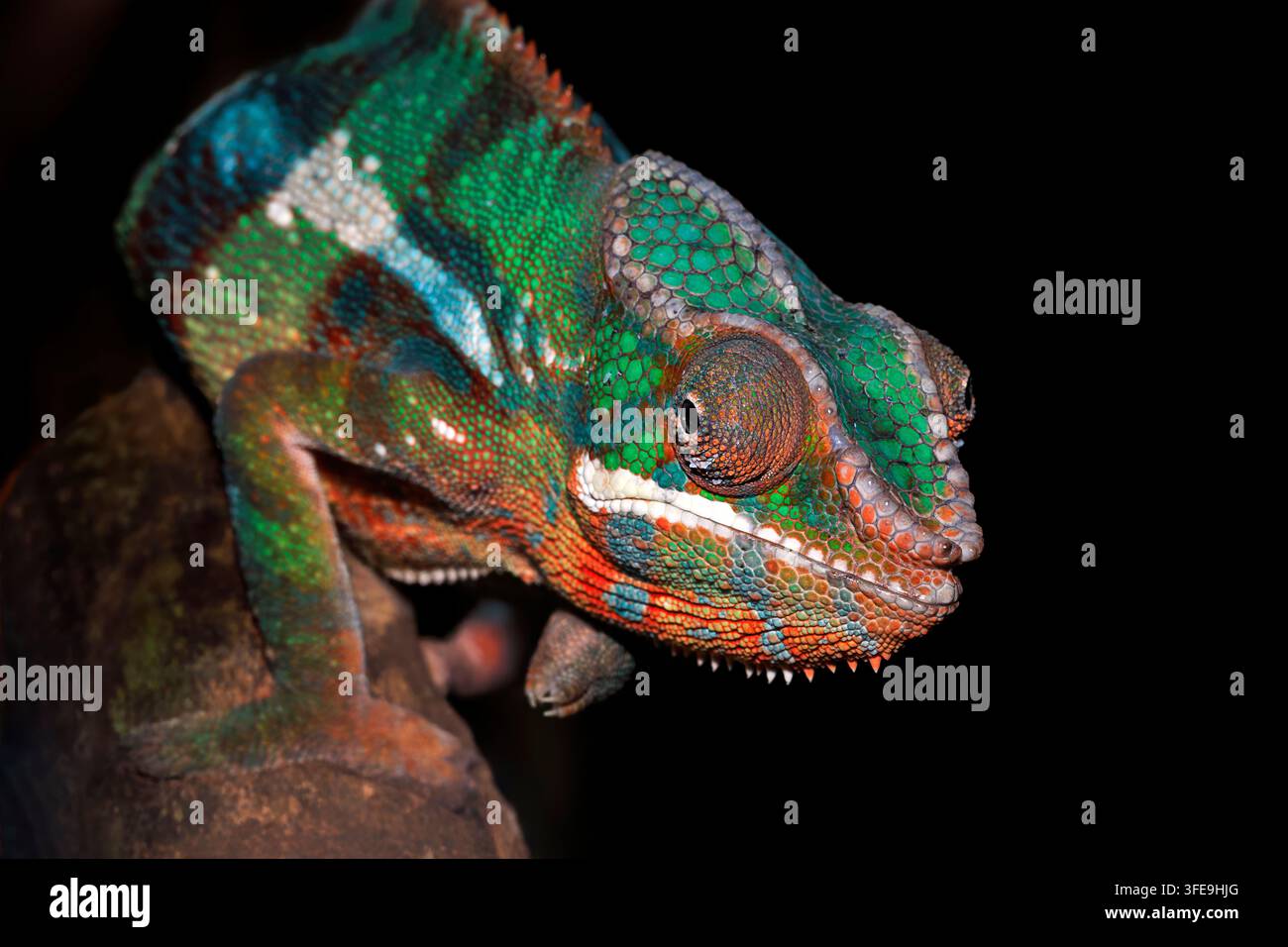 Die Augen eines Chamäleons können sich unabhängig voneinander bewegen, sodass sie gleichzeitig in zwei verschiedene Richtungen schauen können, um ihre Umgebung zu scannen. Stockfoto