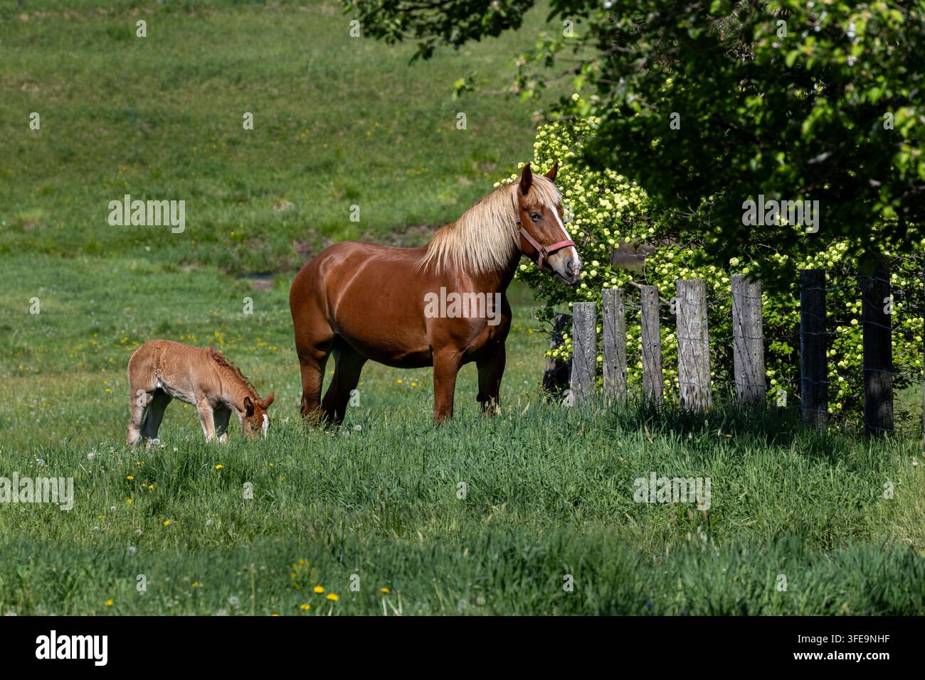 Stute und Fohlen an einem Mai-Morgen im Norden von Wisconsin. Stockfoto