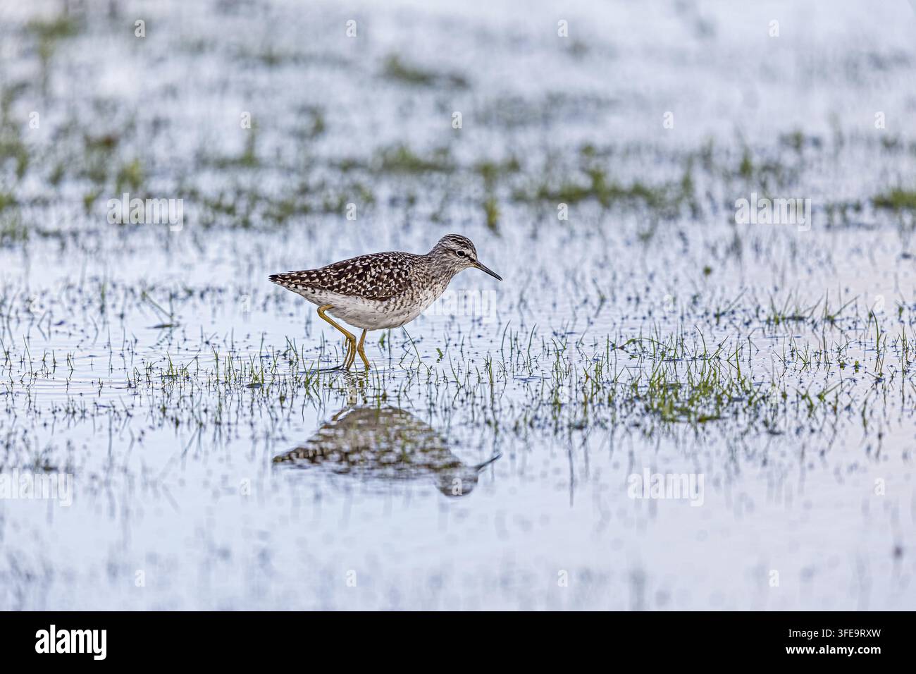 Bruchwasserläufer Stockfoto