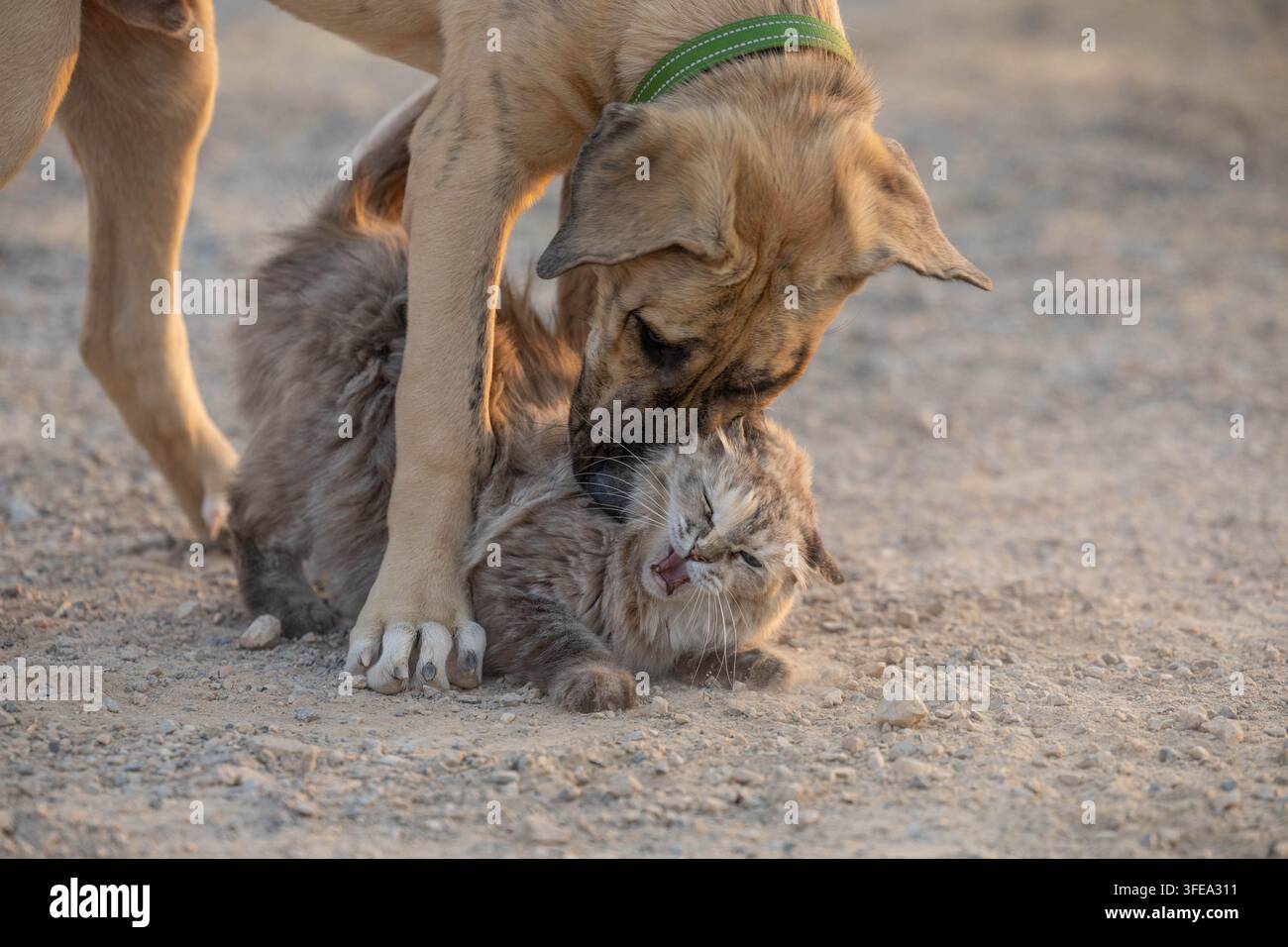 Mastin-Espanol-Mischling und Ragdoll-Kätzchen auf Kies Stockfoto