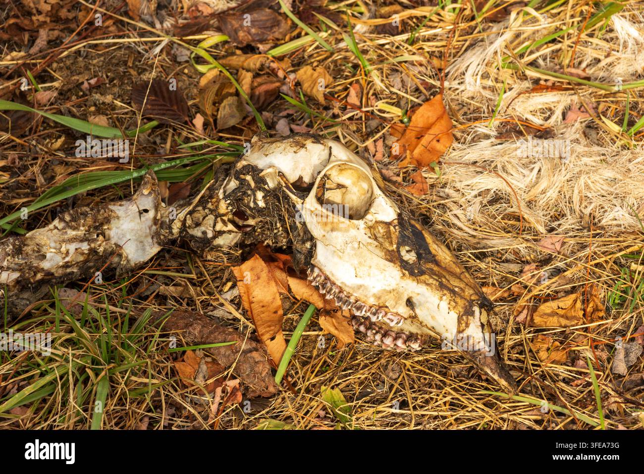 Hirschschädel und Teil-Skelett liegen natürlich zwischen Gras, Blättern und Waldresten auf dem Waldboden. Stockfoto