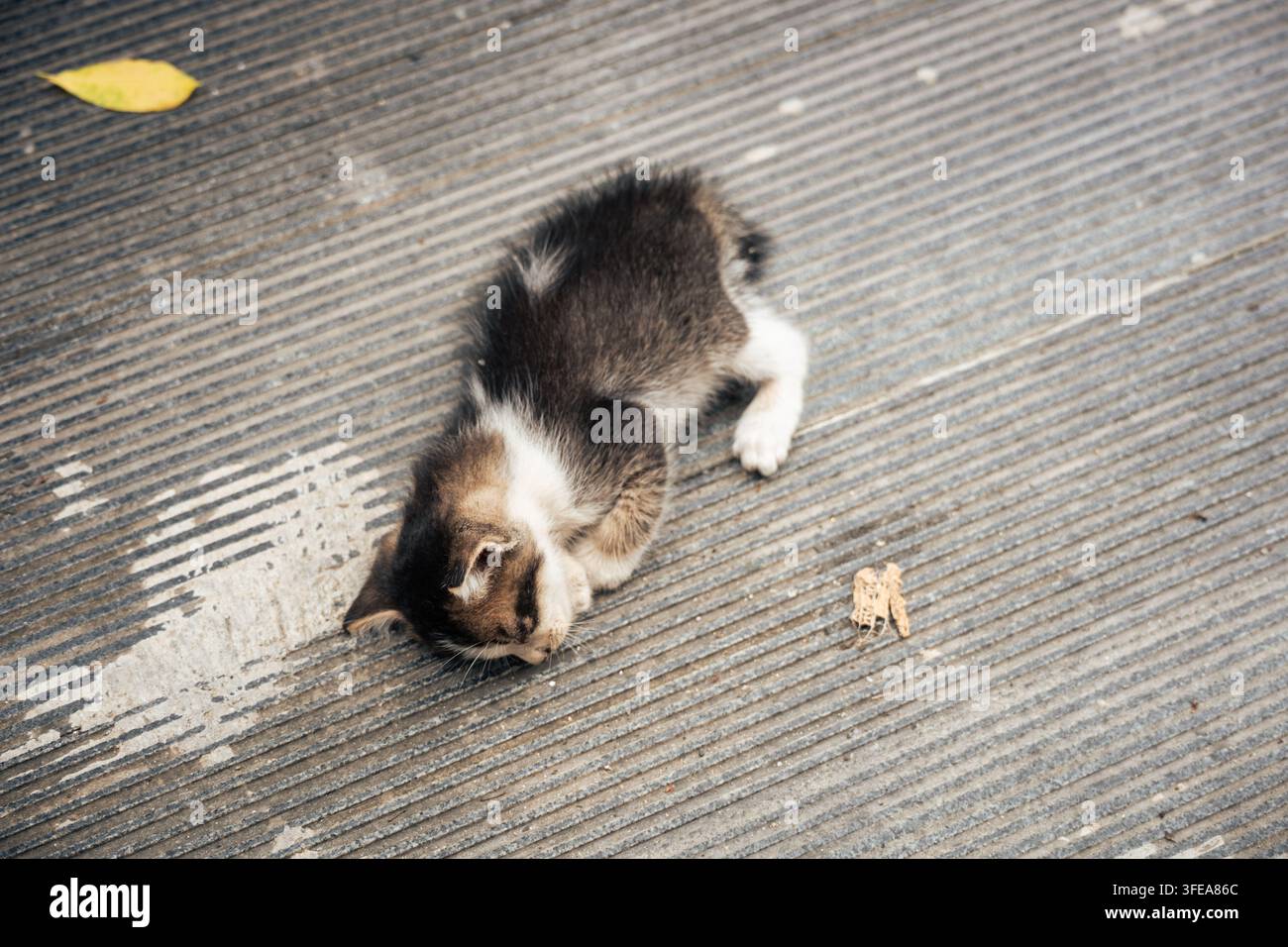 Ein kleiner streunender getigerter und weißer Kater ruht auf einem Gehweg in Shanwei, Guangdong, China. Stockfoto