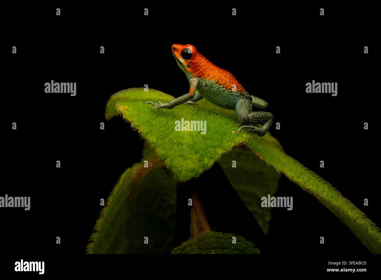 Der Granulargiftfrosch ist ein wunderschöner Amphibie (Oophaga granulifera), den man mit Vorsicht behandeln sollte Stockfoto