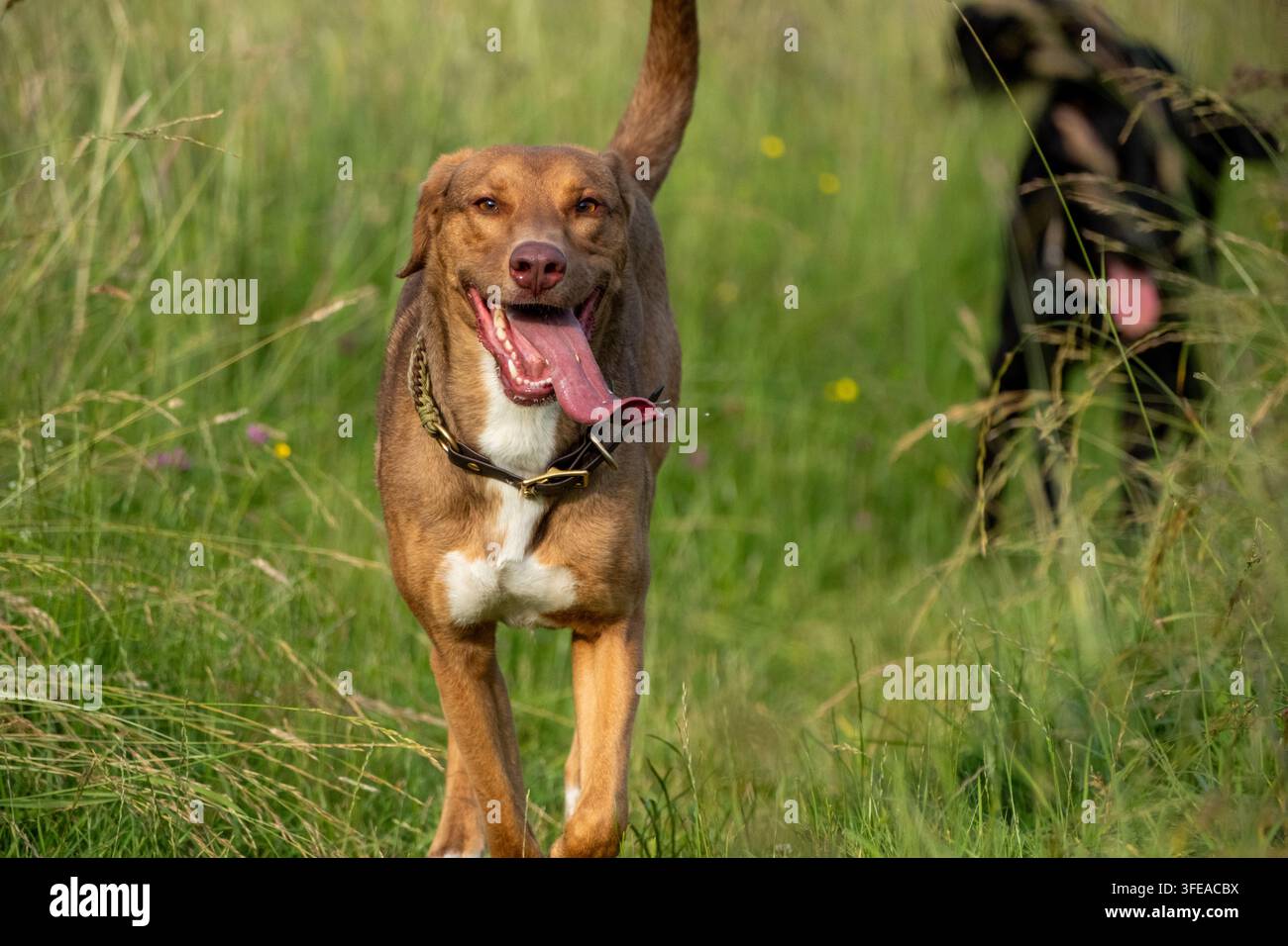 Energischer brauner Hund mit Stachelhalsband, der durch hohes Gras springt, perfekt für Haustierpflege- und Lifestyle-Marken. Stockfoto