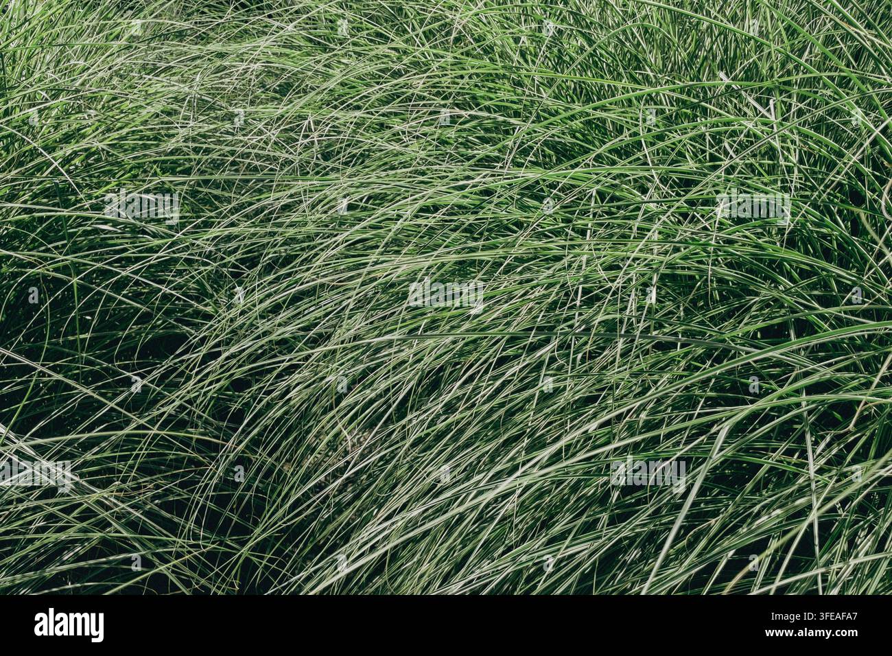 Dichte grüne Miscanthus-Ziergrasblättern-Textur, die in einem Sommergarten wächst - Smartphone-aufgenommenes Stockfoto