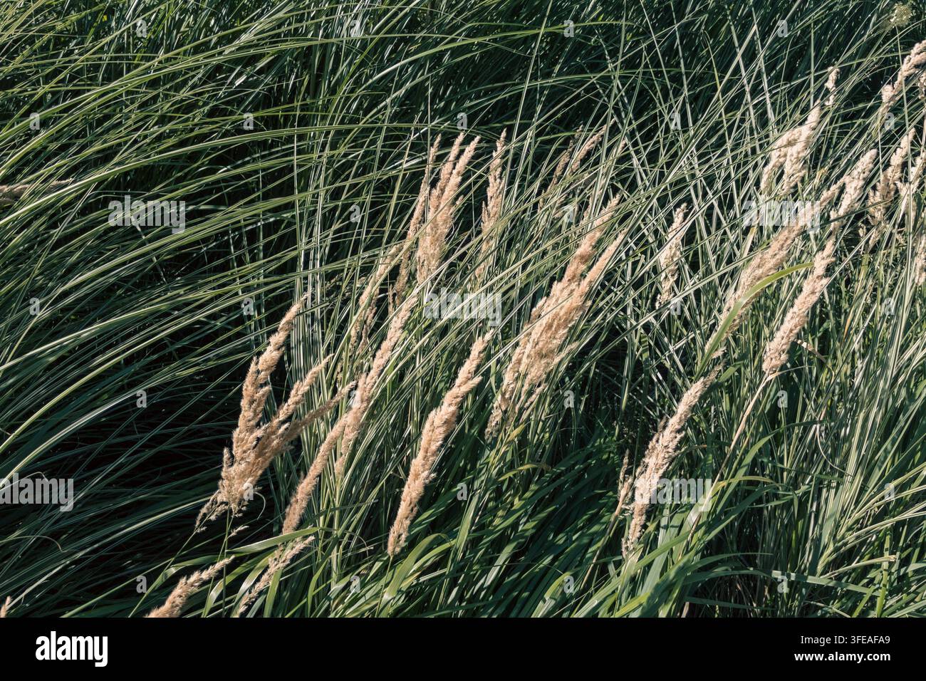 Goldene Calamagrostis-Schilfgras-Ährchen, die zwischen dichtem grünen Laub wachsen - Smartphone-aufgenommenes Stockfoto