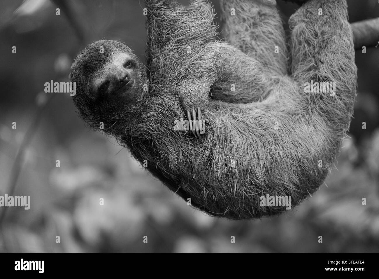 Der Brauntrache-Schliefer (Bradypus variegatus) ist ein einzigartiges und sehr liebenswertes baumbewohnendes Säugetier, wie dieses, das in Costa Rica fotografiert wurde Stockfoto
