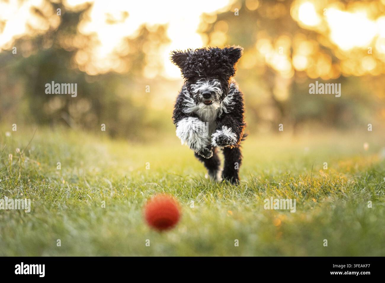Spanischer Wasserhund Stockfoto