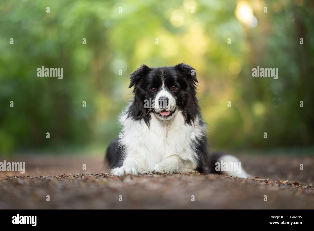 Border Collie liegt auf Waldweg Stockfoto