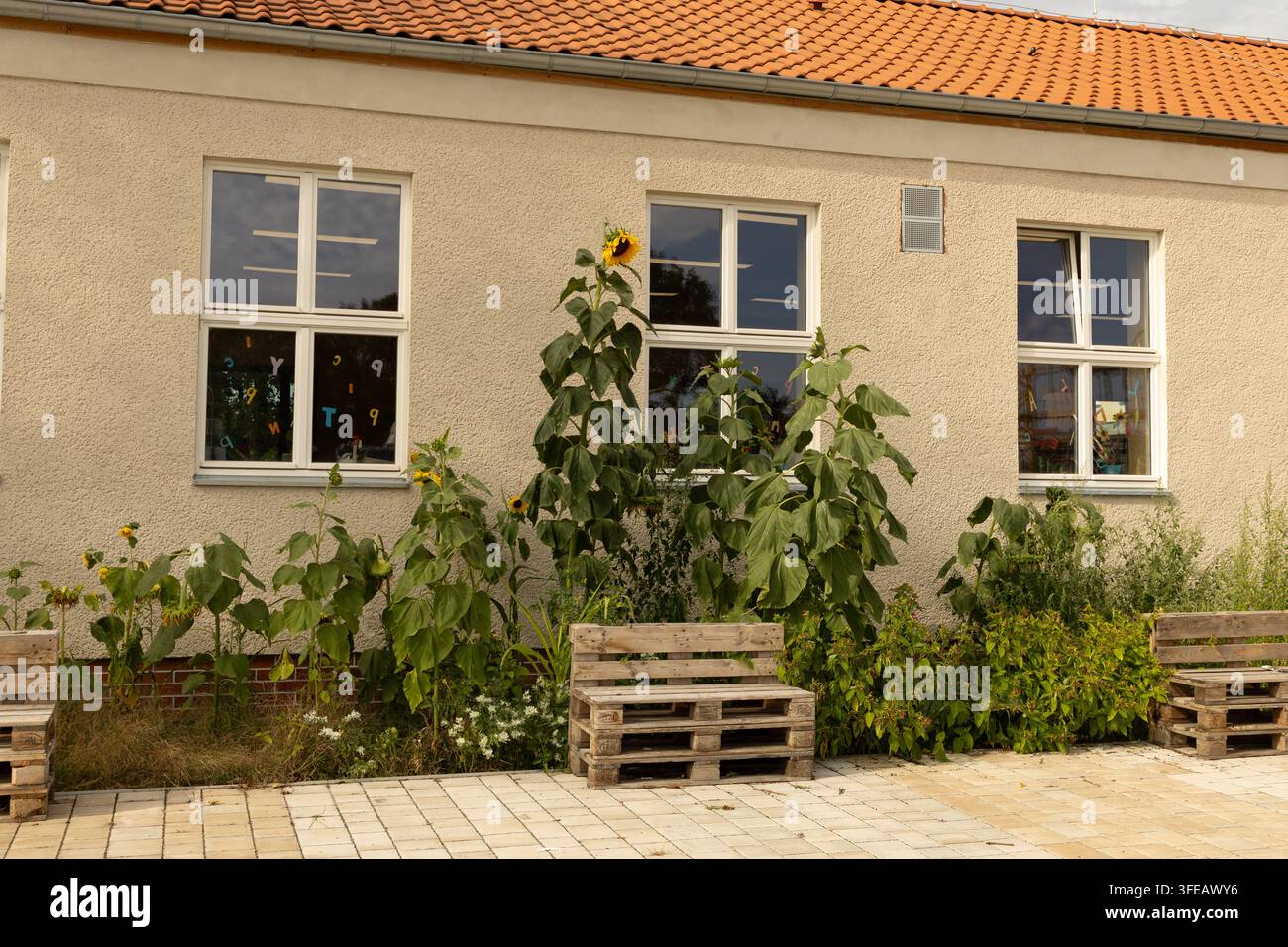 Berlin, Deutschland – 01. September 2025: Sonnenblumen gedeihen neben einem Schulgebäude, das hölzerne Bänke und Grünflächen aufweist. Stockfoto