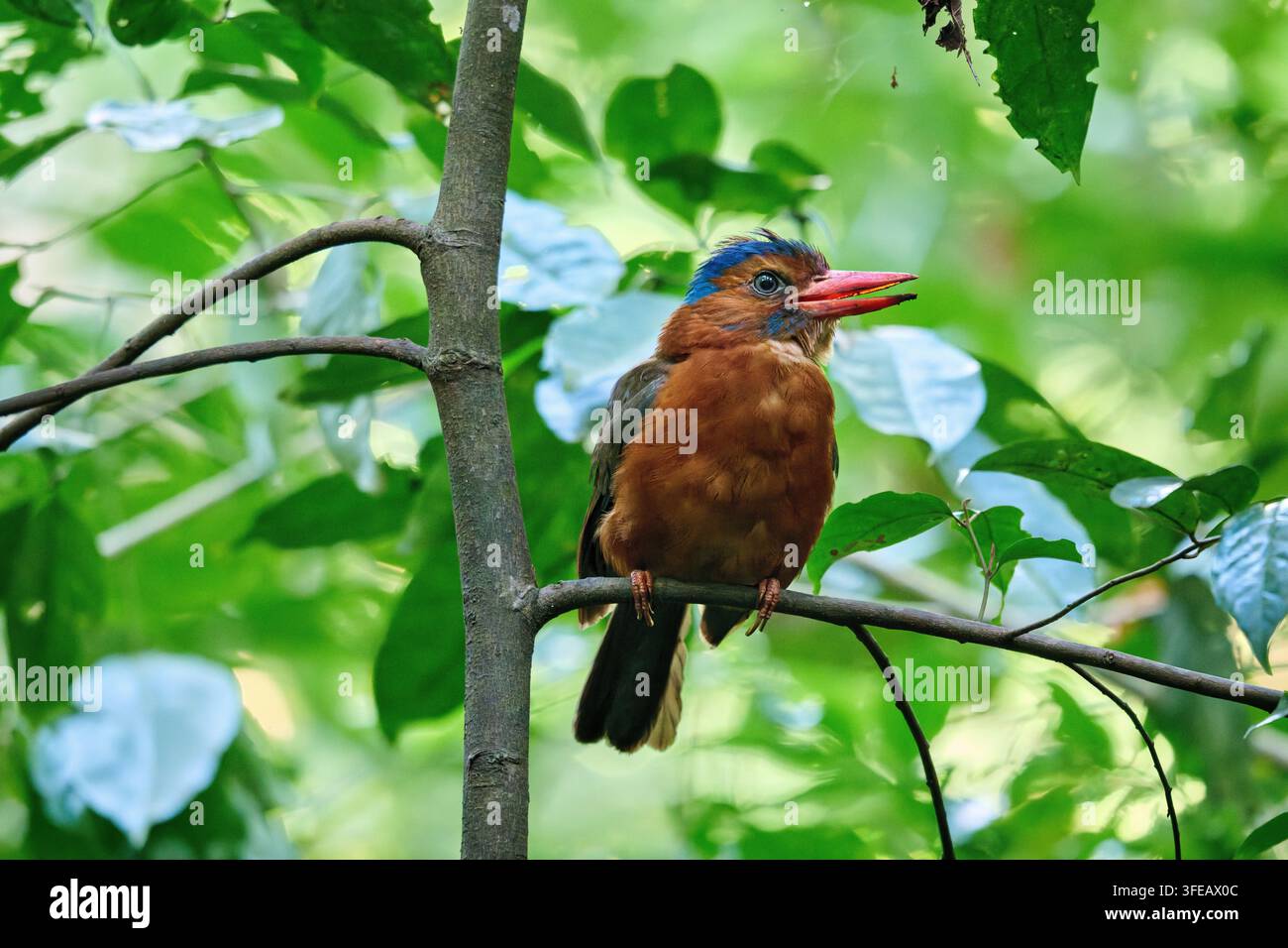 Eisvogel mit grünem Rücken, der auf einem Ast in einem grünen Wald sitzt Stockfoto
