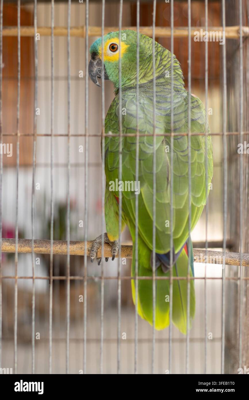 Lernen Sie die intelligente Blaustirn-Amazonie kennen! Berühmt für ihre leuchtend grünen Federn, ihr vokales Talent und ihren verspielten südamerikanischen Geist. Stockfoto