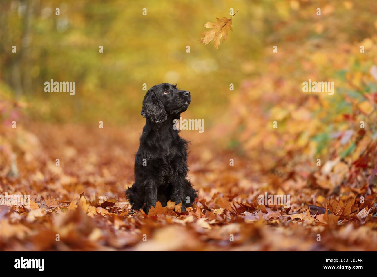Schwarz arbeitender Cocker Spaniel Stockfoto