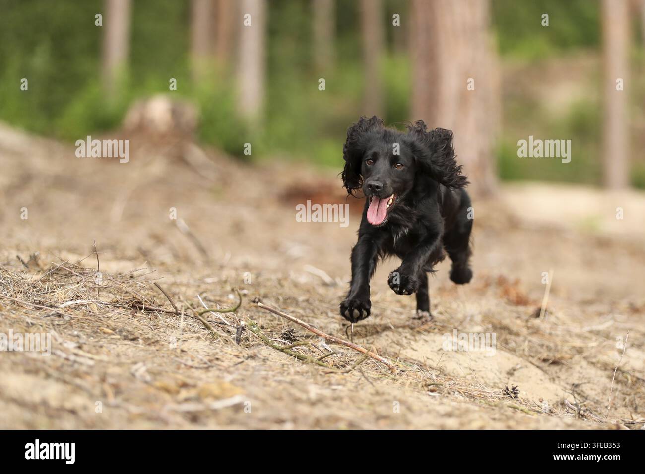 Schwarz arbeitender Cocker Spaniel Stockfoto