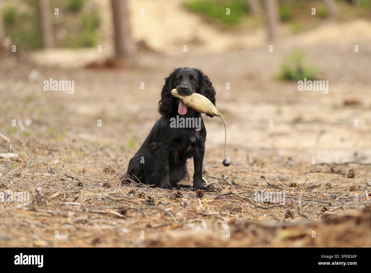 Schwarz arbeitender Cocker Spaniel Stockfoto