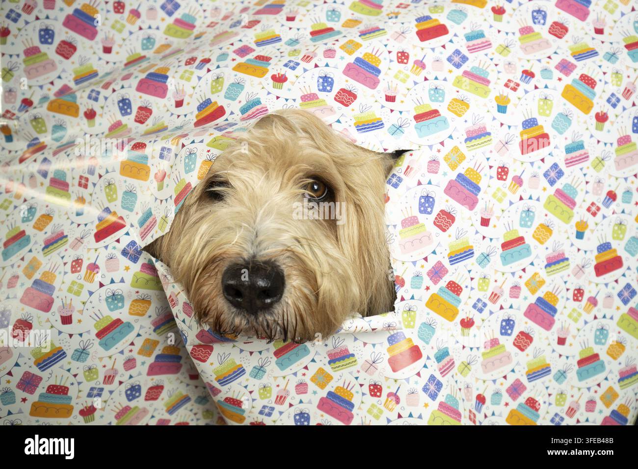 Waeller Schäferhund Stockfoto