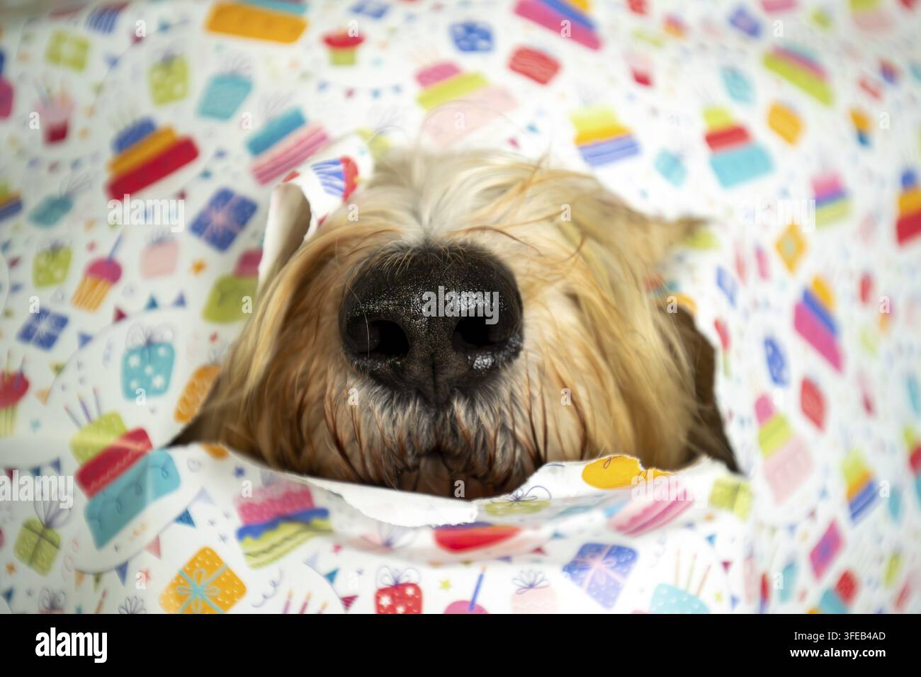 Waeller Schäferhund Stockfoto