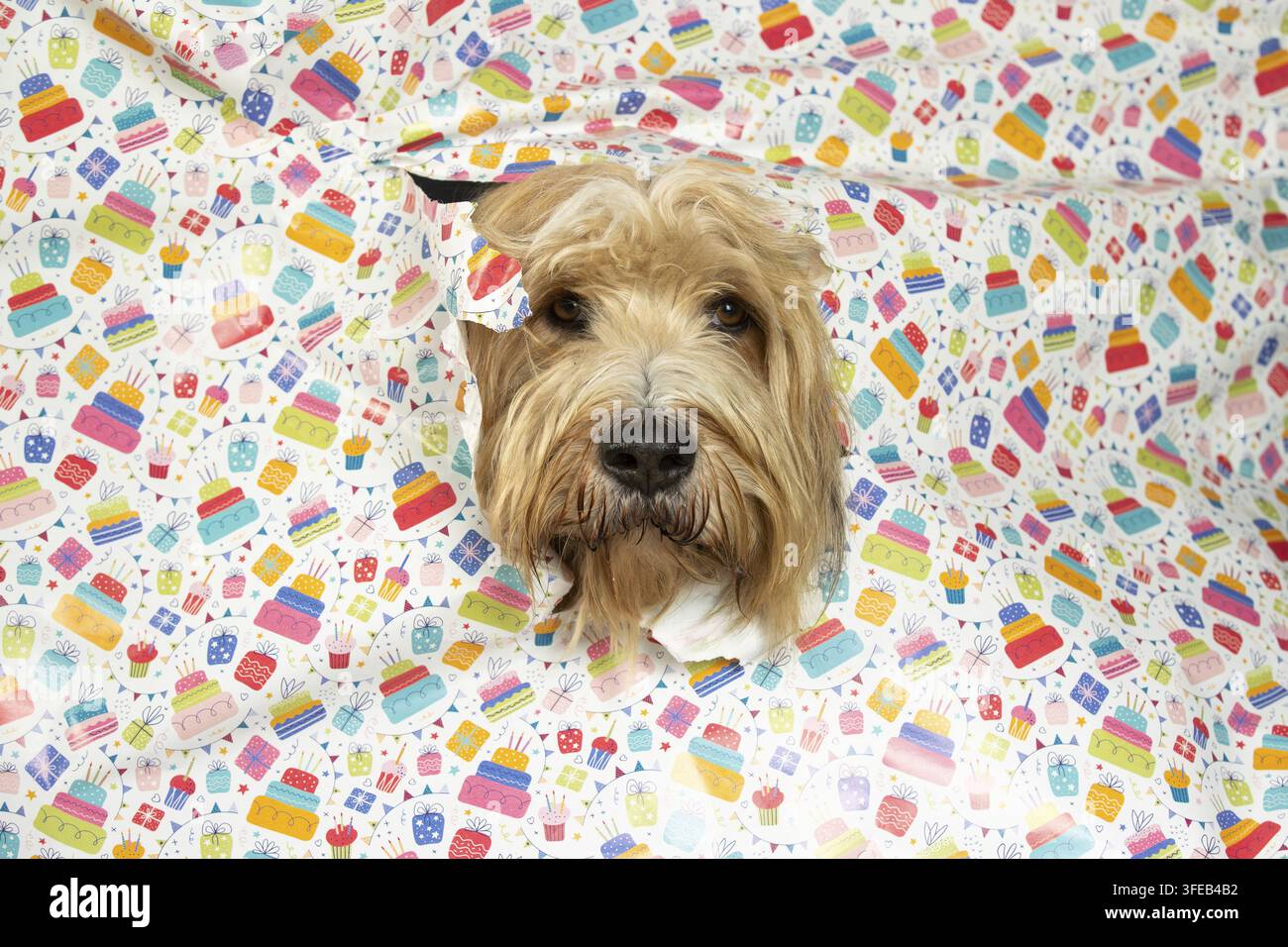 Waeller Schäferhund Stockfoto