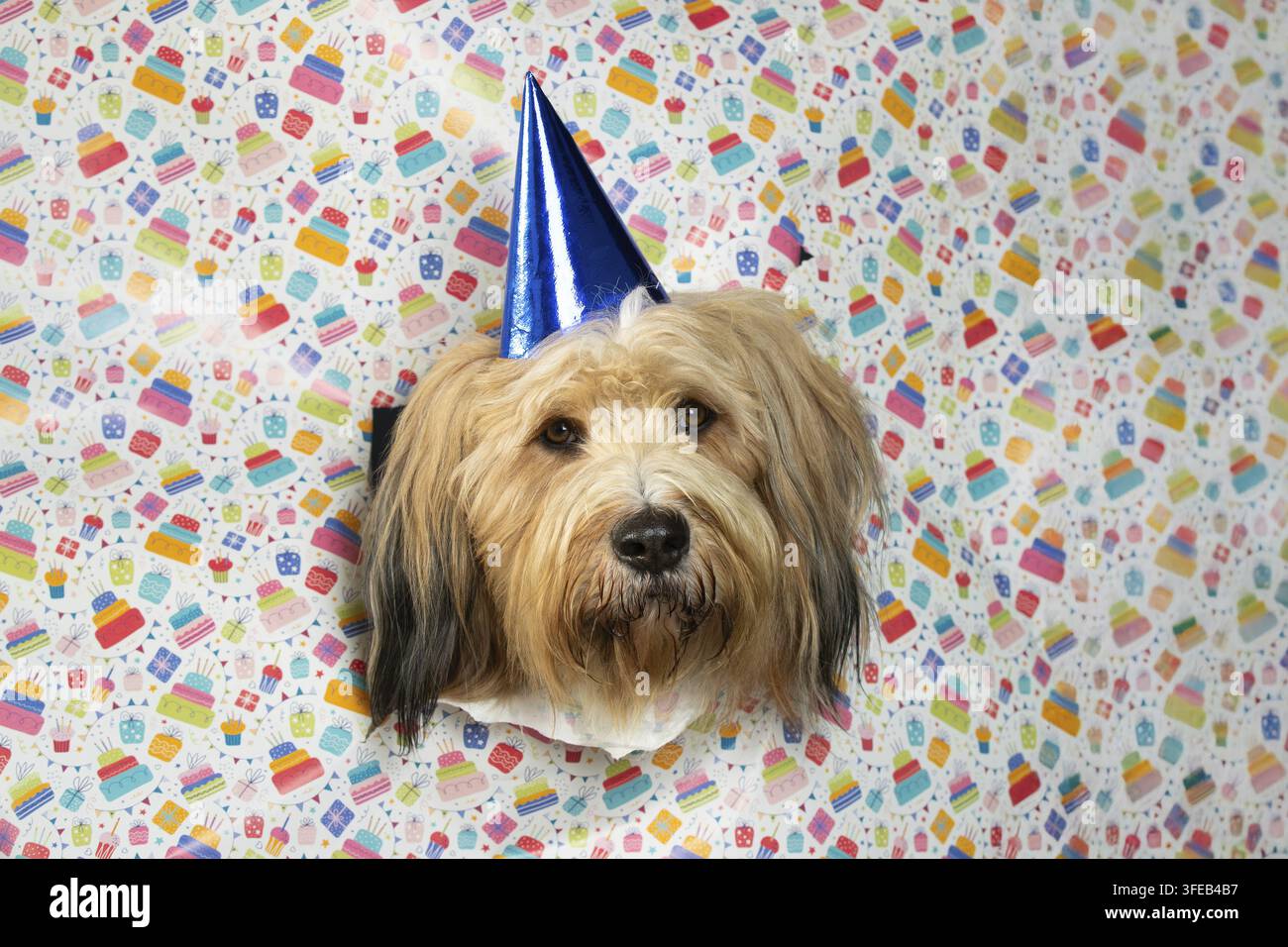Waeller Schäferhund Stockfoto