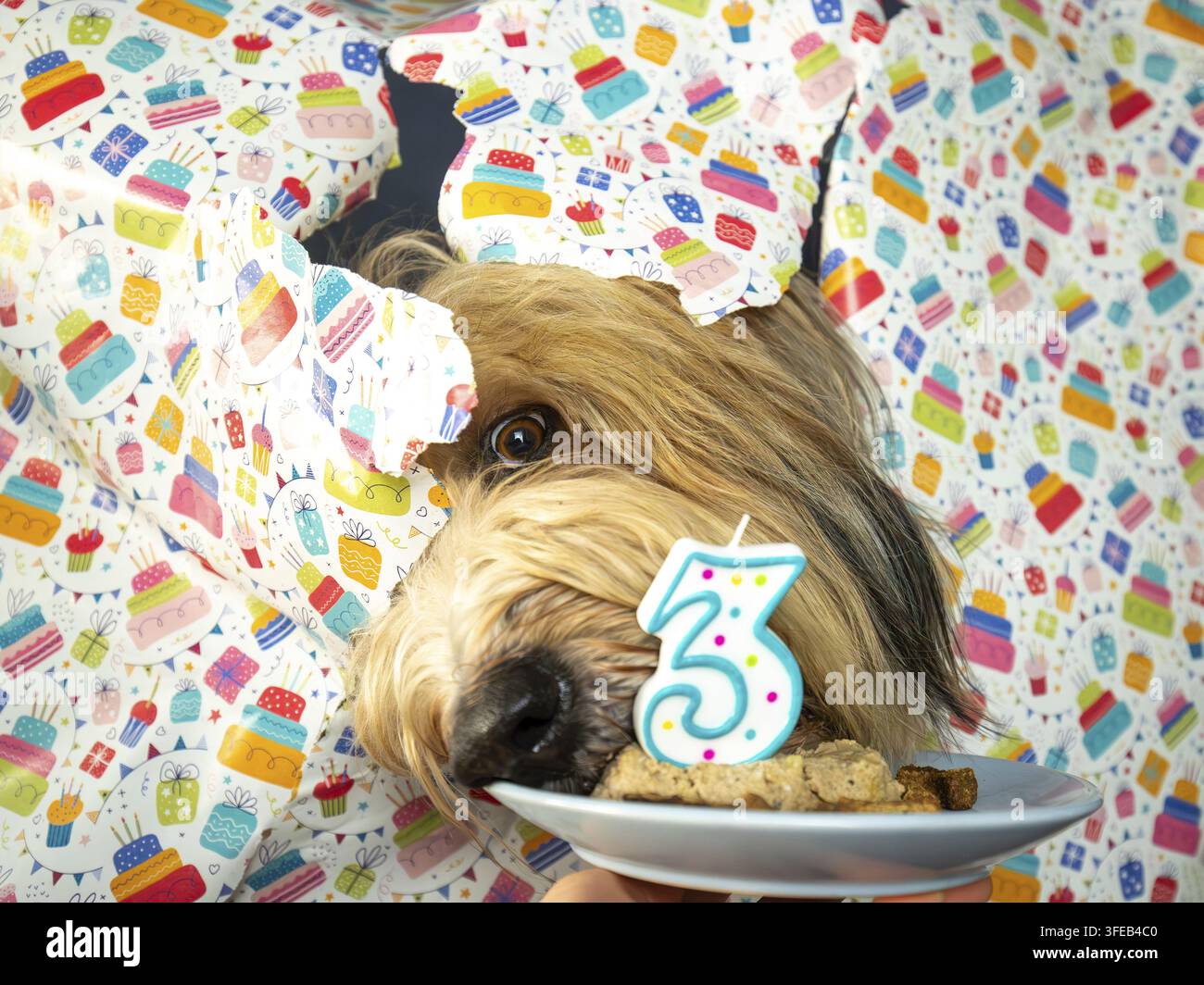 Waeller Schäferhund Stockfoto