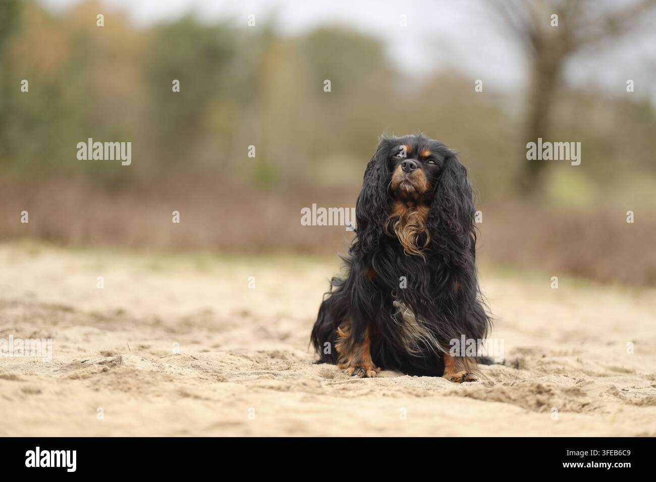 Cavalier King Charles Spaniel Stockfoto