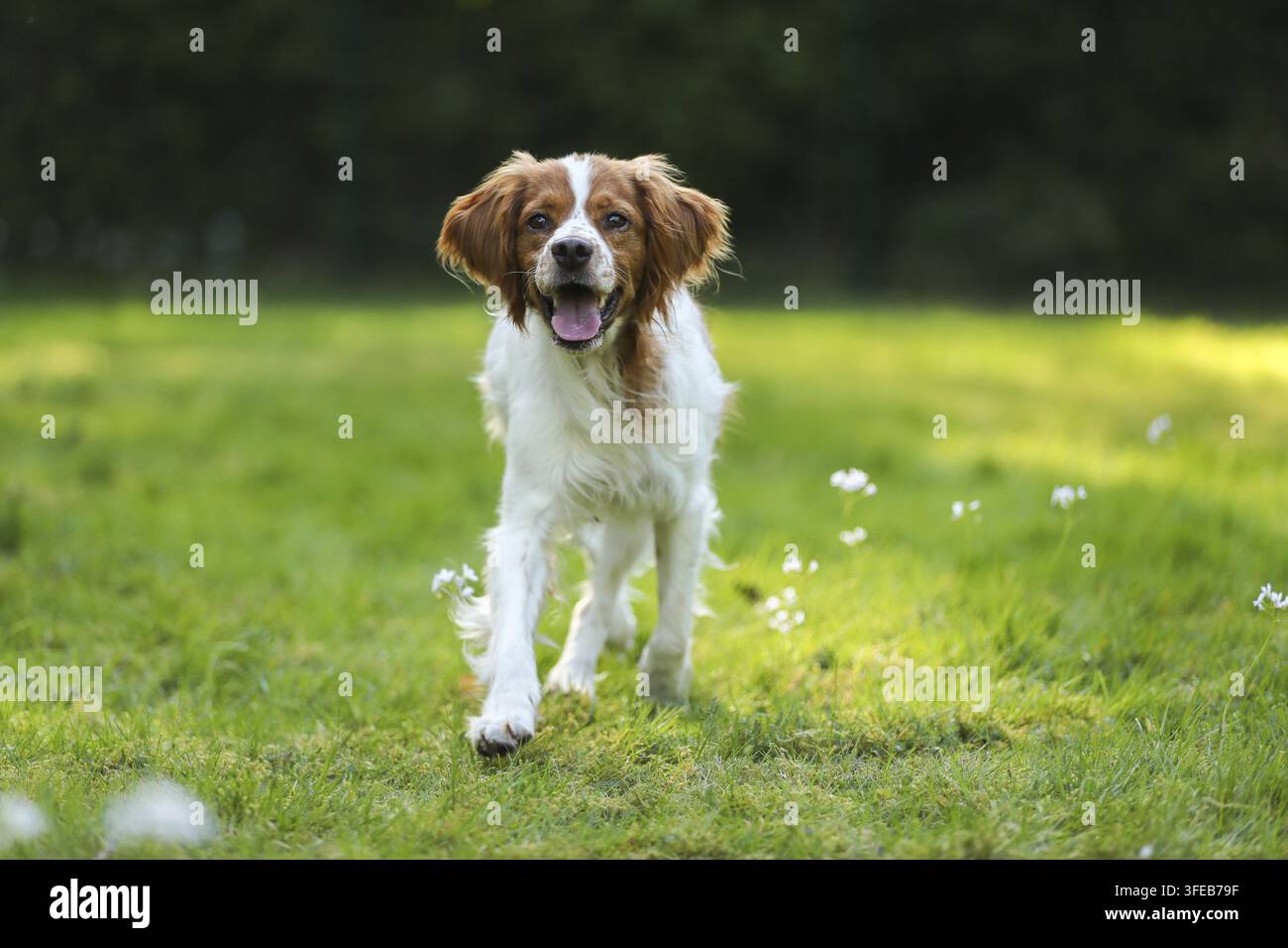 Epagneul Breton Stockfoto