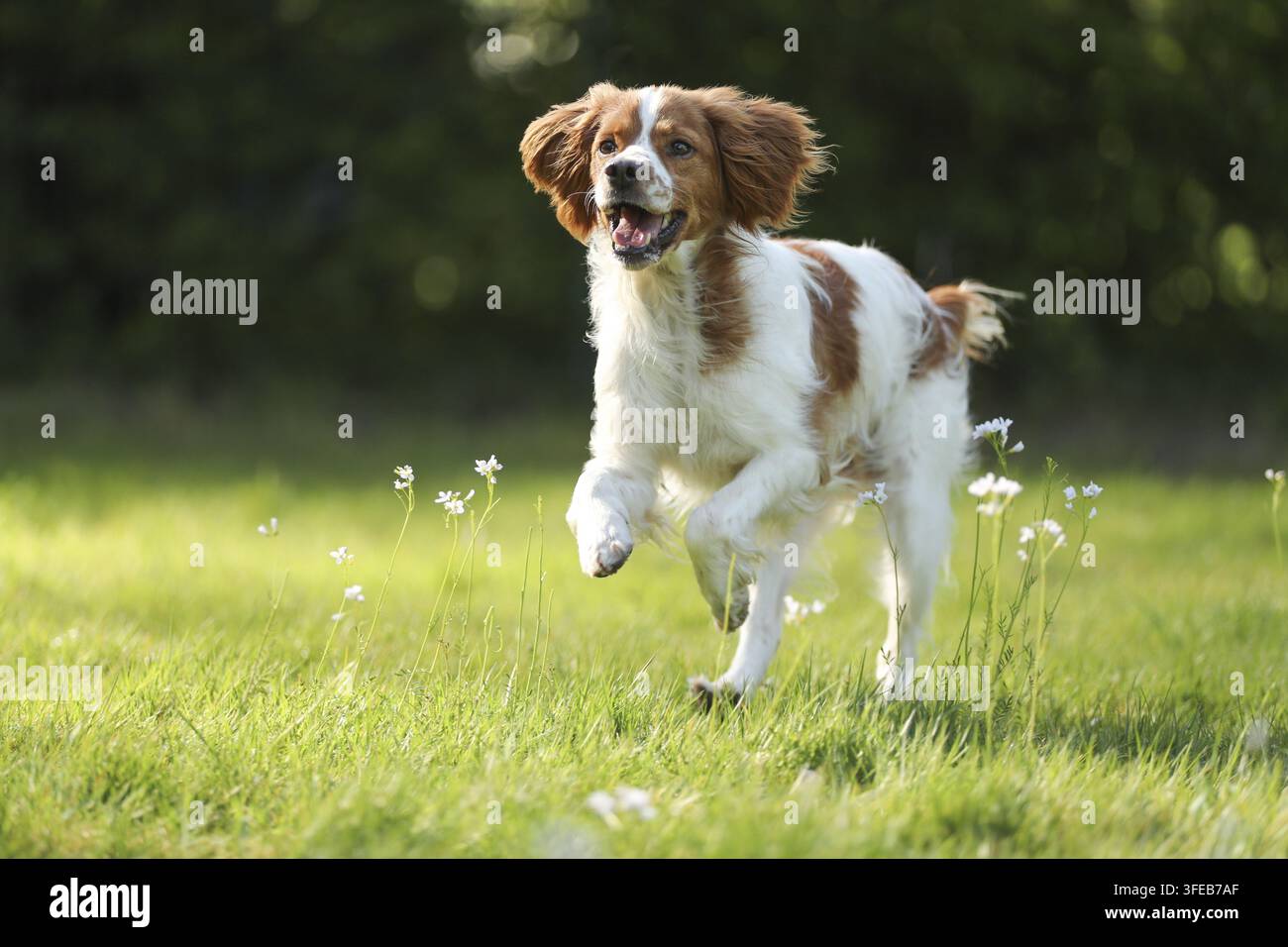 Epagneul Breton Stockfoto