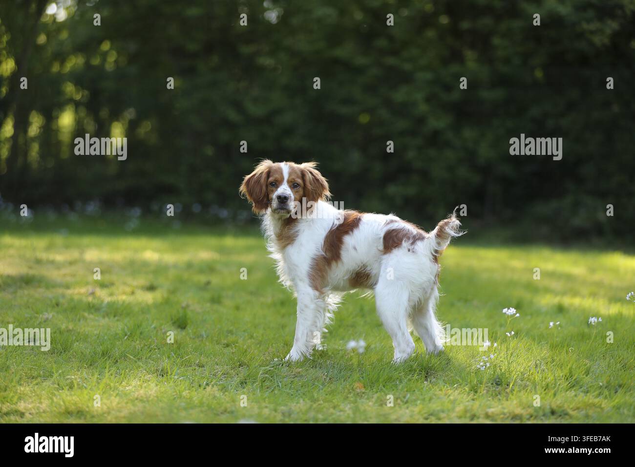 Epagneul Breton Stockfoto