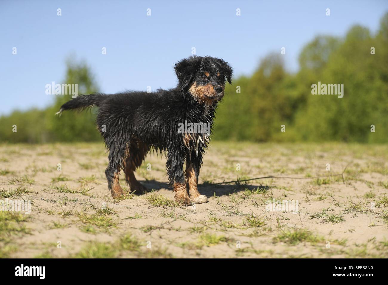 Miniatur Australian Shepherd Welpen Stockfoto