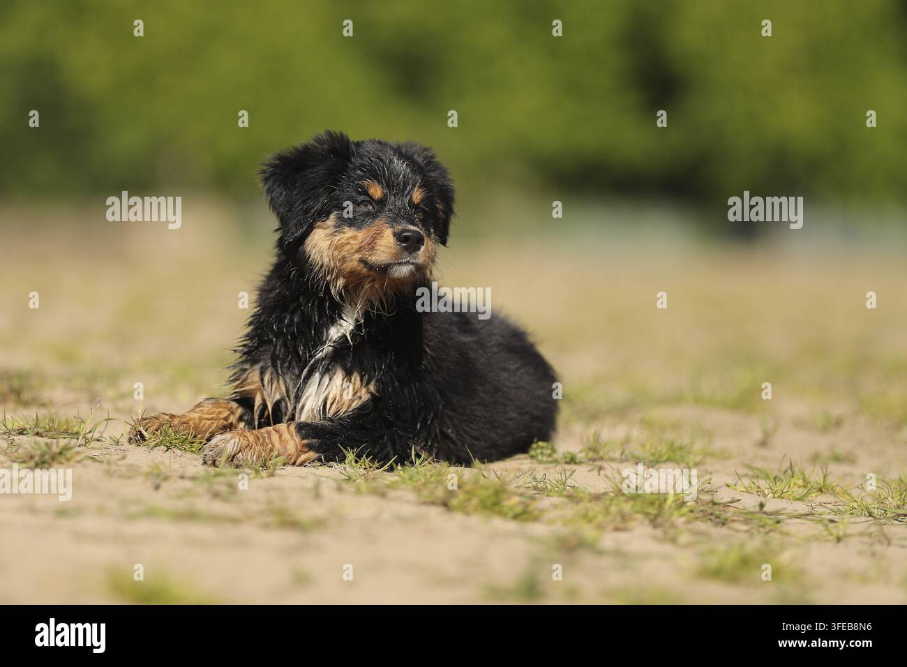 Miniatur Australian Shepherd Welpen Stockfoto
