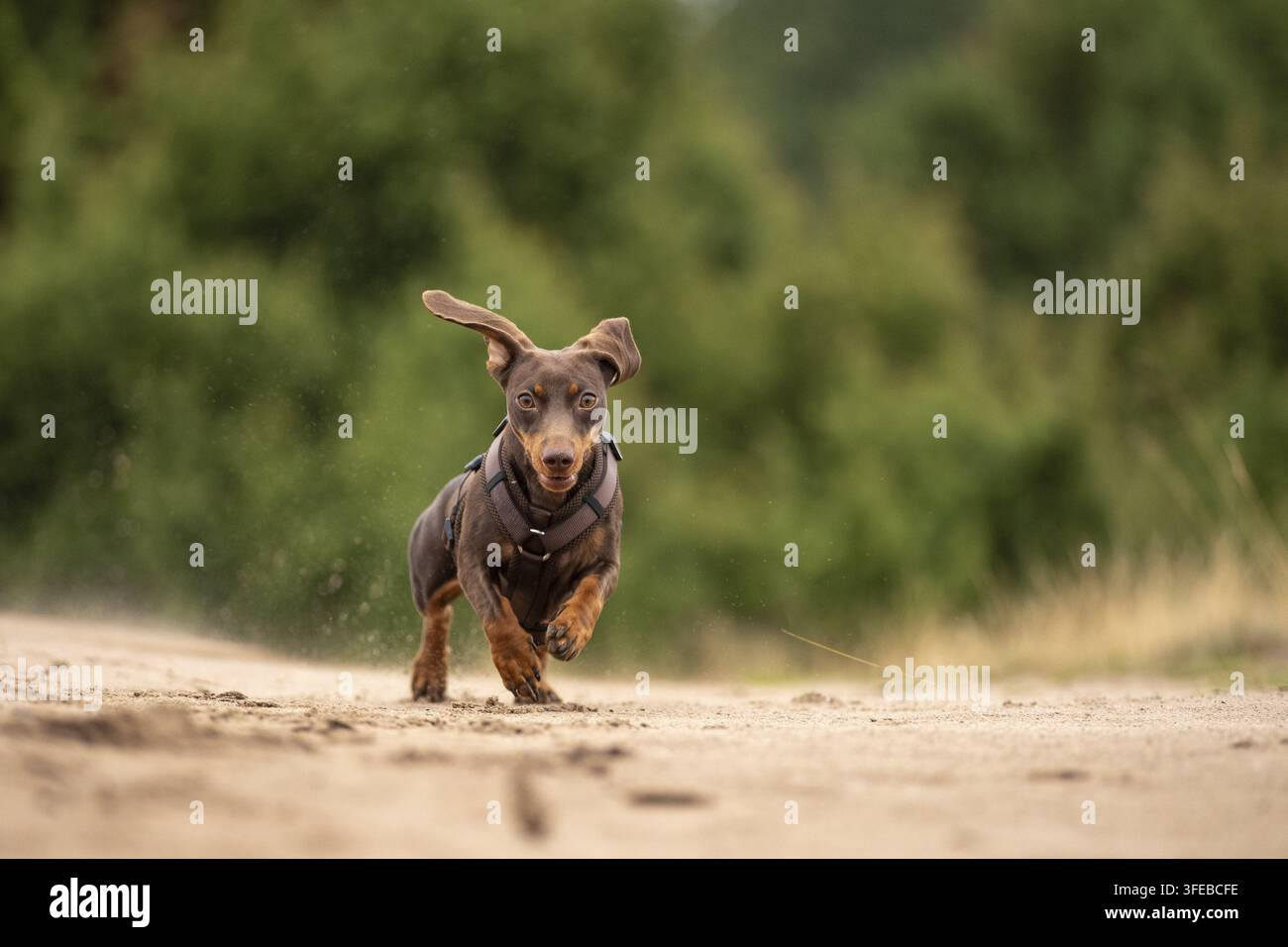 kurzhaarigen Dackel Stockfoto