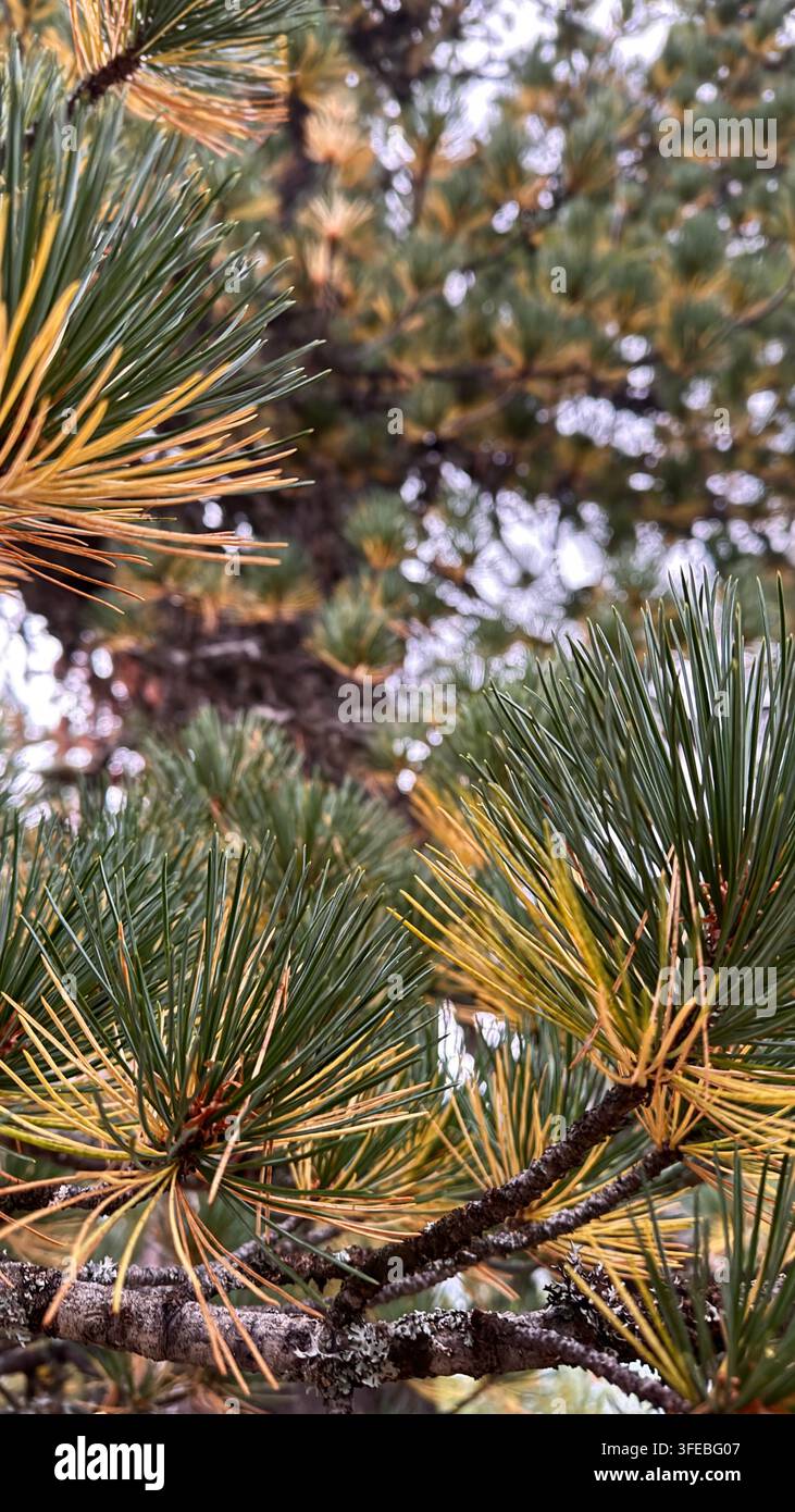 Kieferzweige zeigen grüne und gelbe Nadeln im Spätherbst in einer Waldumgebung Stockfoto