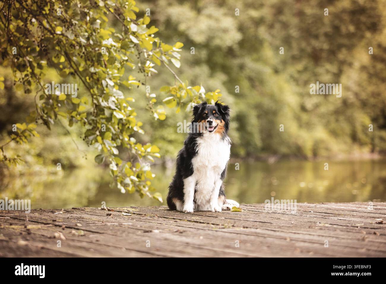 Miniatur American Shepherd Stockfoto